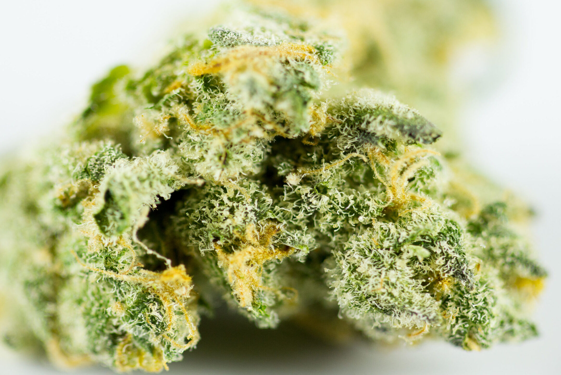 telegram weed plugs most trusted online dispensary shipping