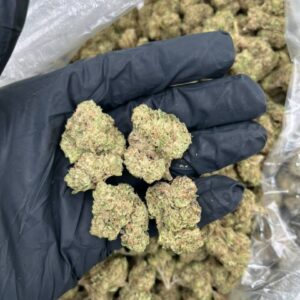 blueberry cookie strain