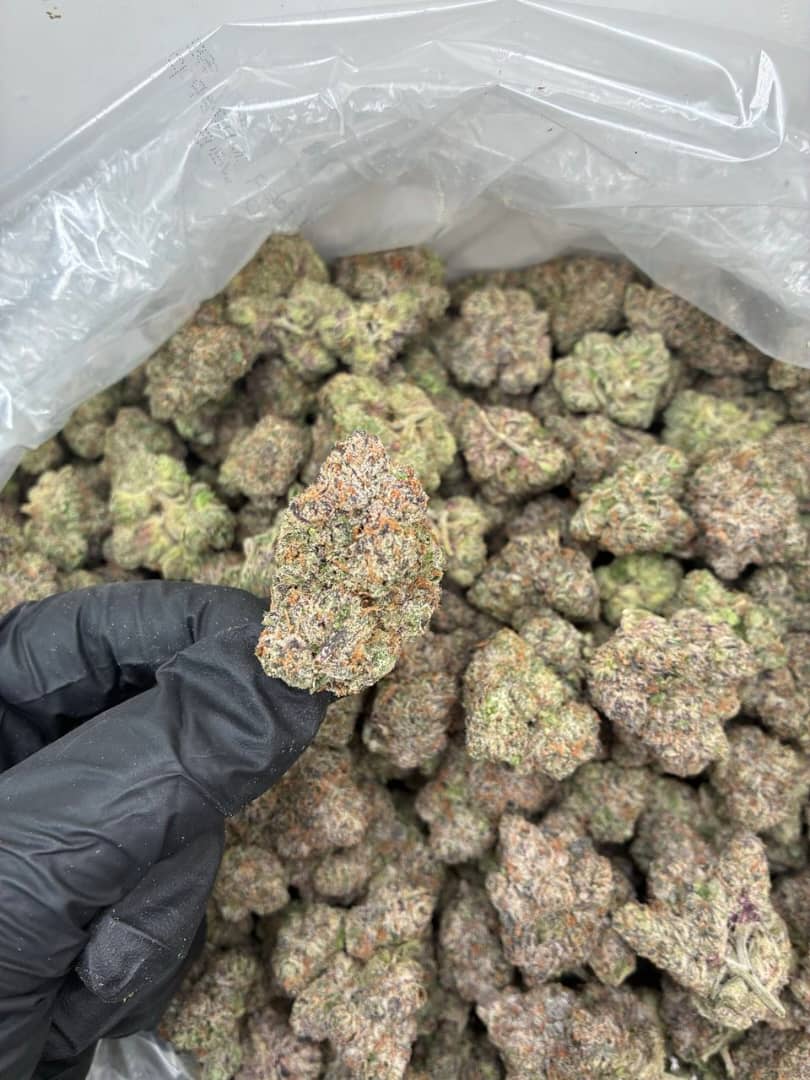 backpack boyz strain