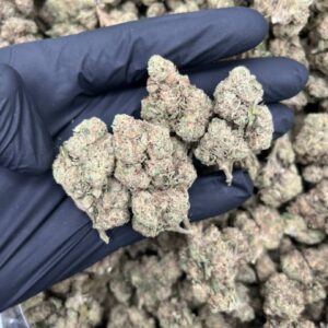 hippie crasher strain