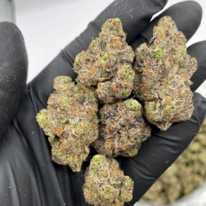 blueberry cupcake strain review