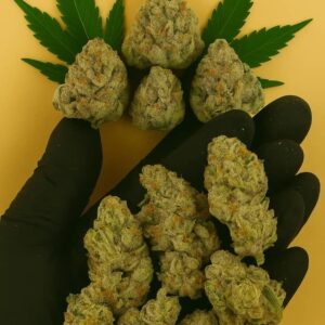 alien rock candy strain