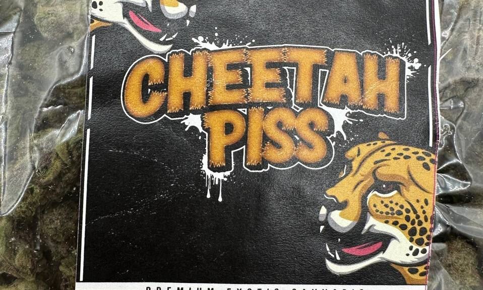 cheetah piss strain review