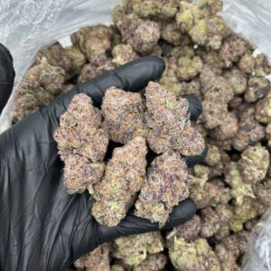 lemon candy gelato strain