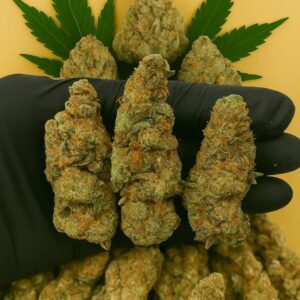 alien zookies strain