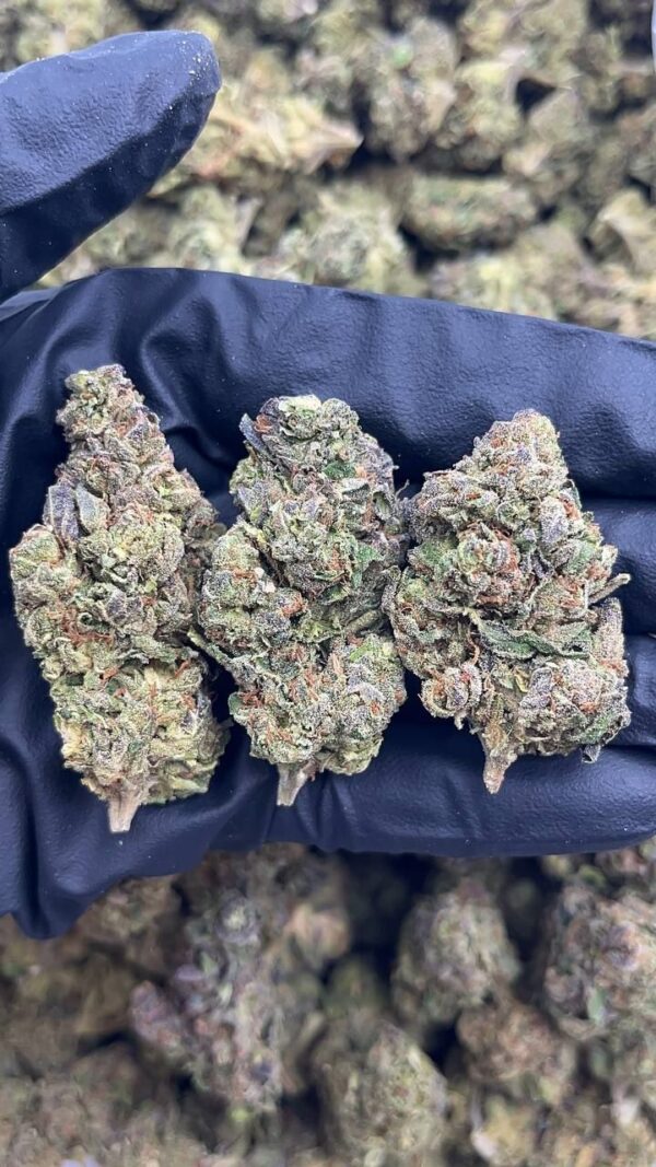 cookie gelato strain