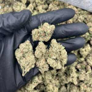 white peach gelato strain