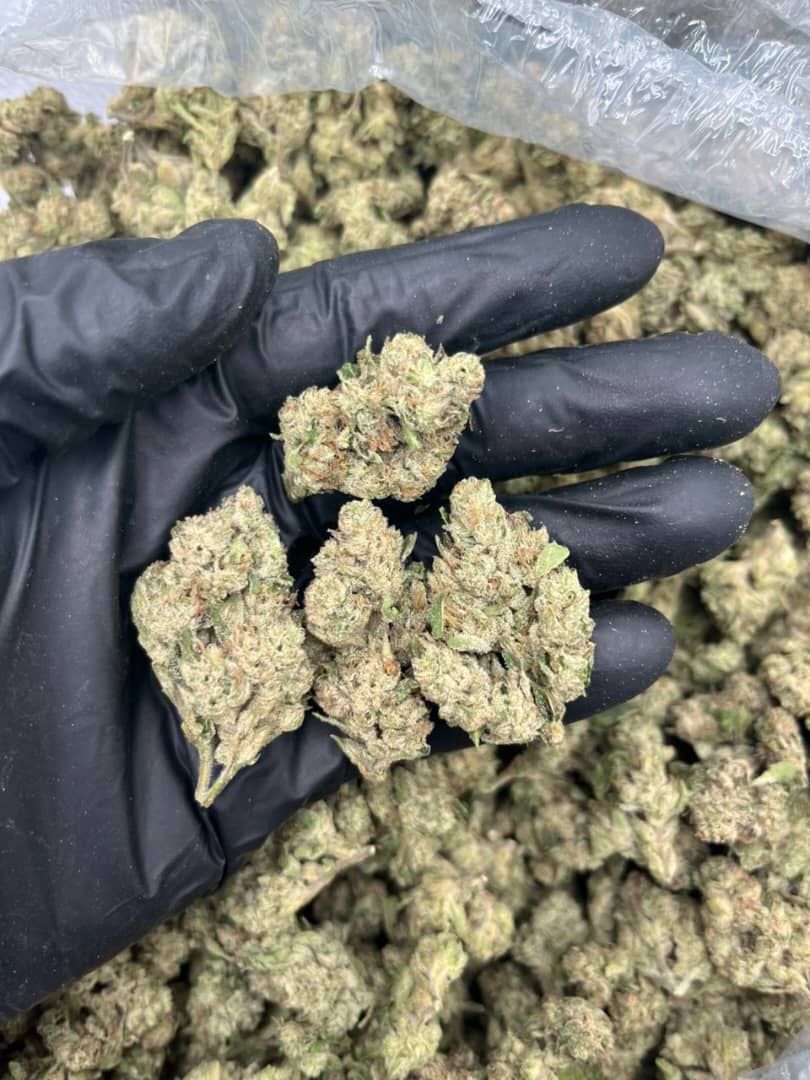 white peach gelato strain