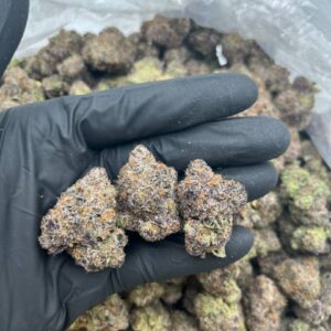 cherry blossom strain