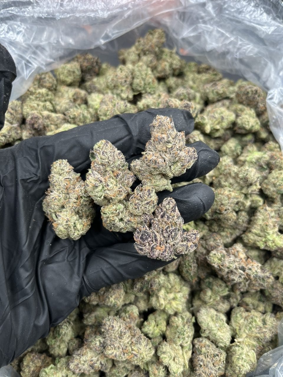 strain cotton candy